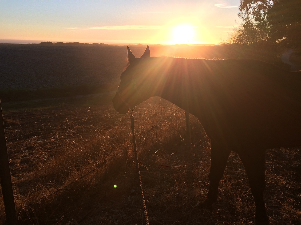 horse sunset field free photo