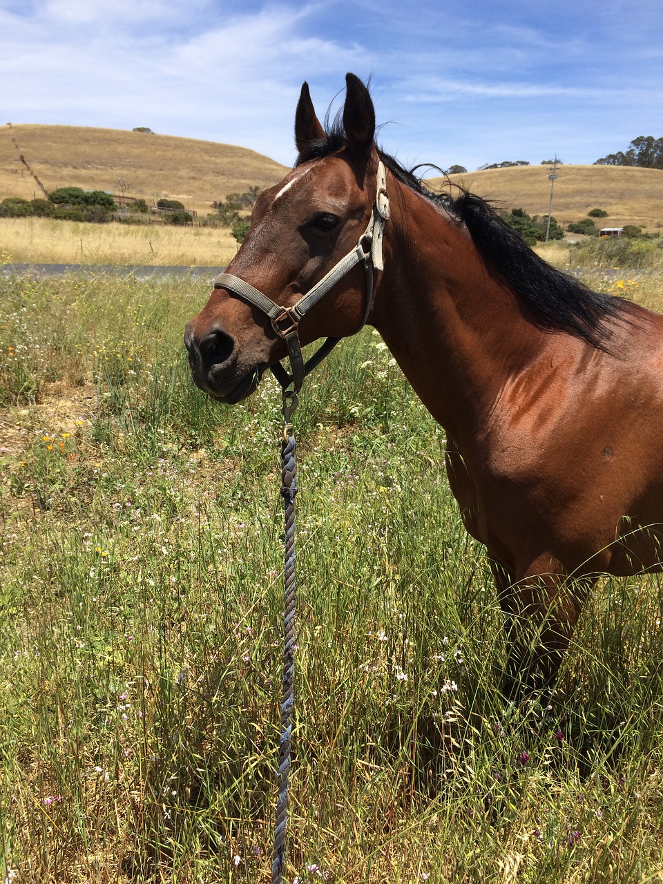 horse field animal free photo