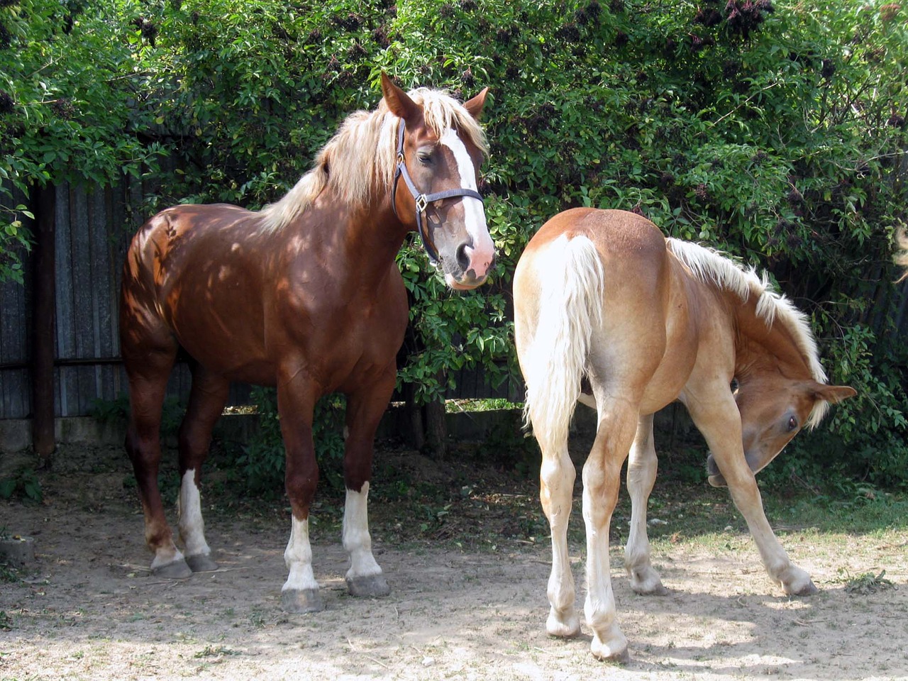 horse mare a foal free photo