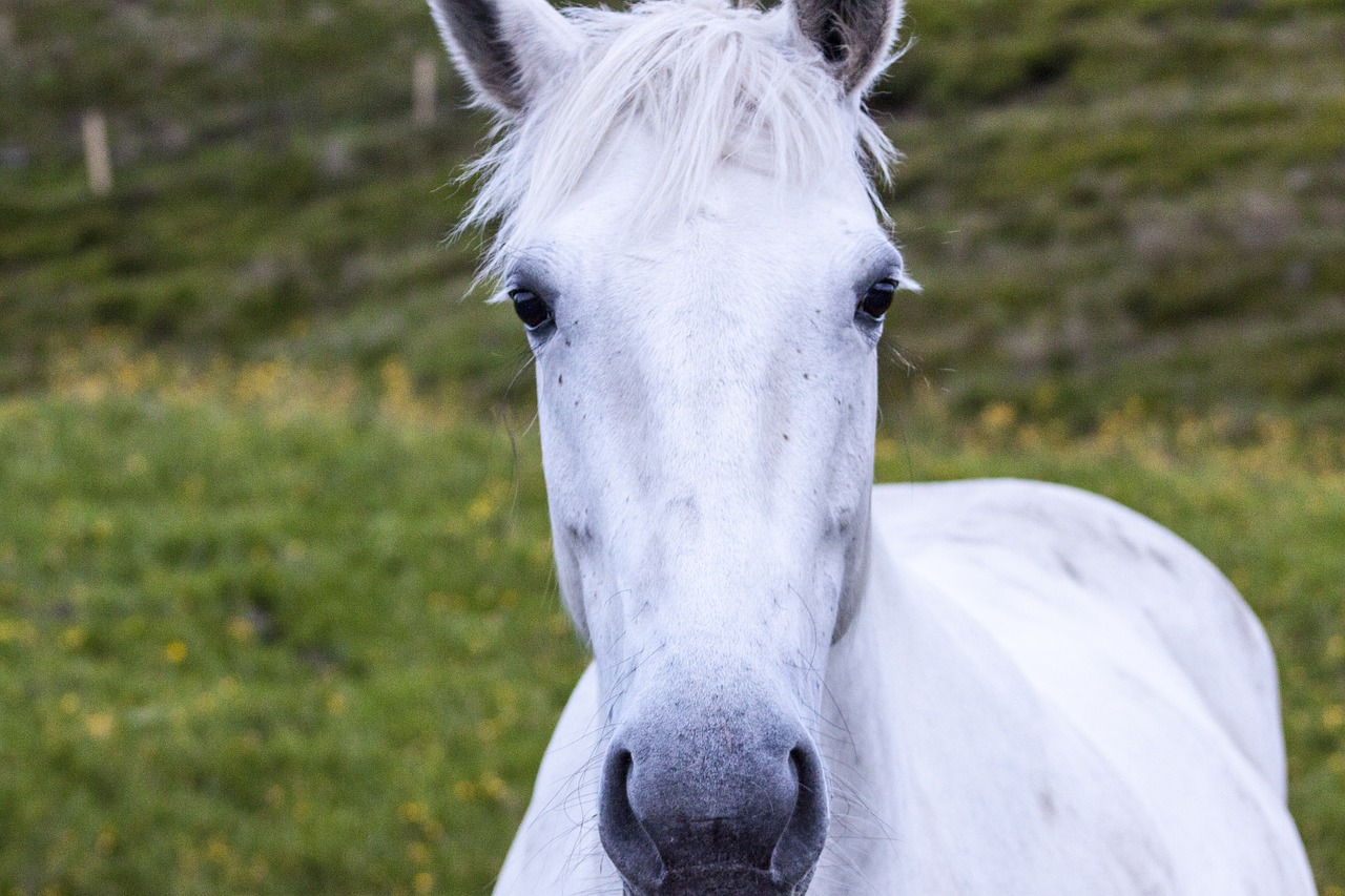 horse equine equestrian free photo