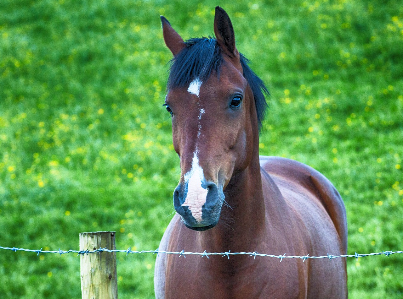 horse equine equestrian free photo