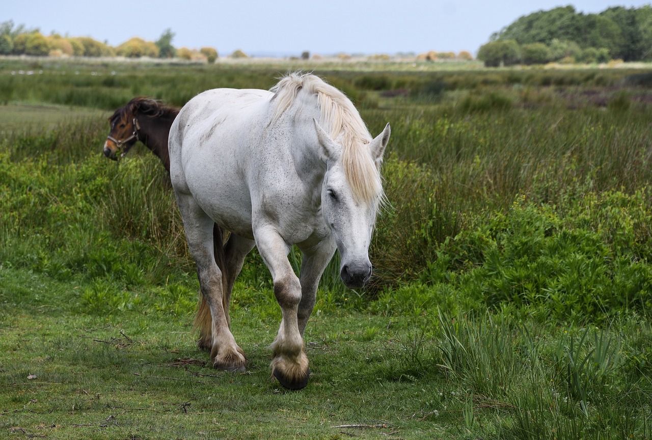 horse white marsh free photo