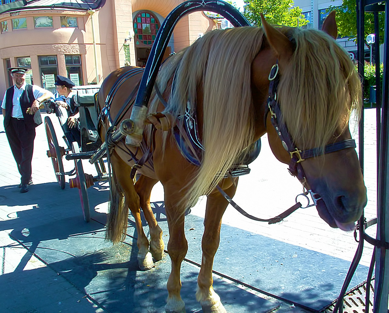 horse animal carriage free photo
