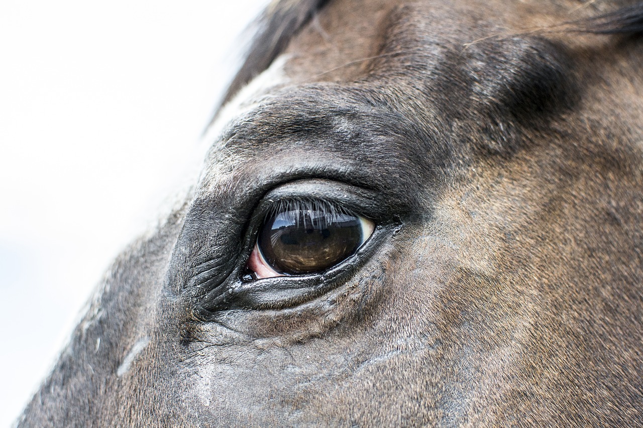 horse eye farm free photo