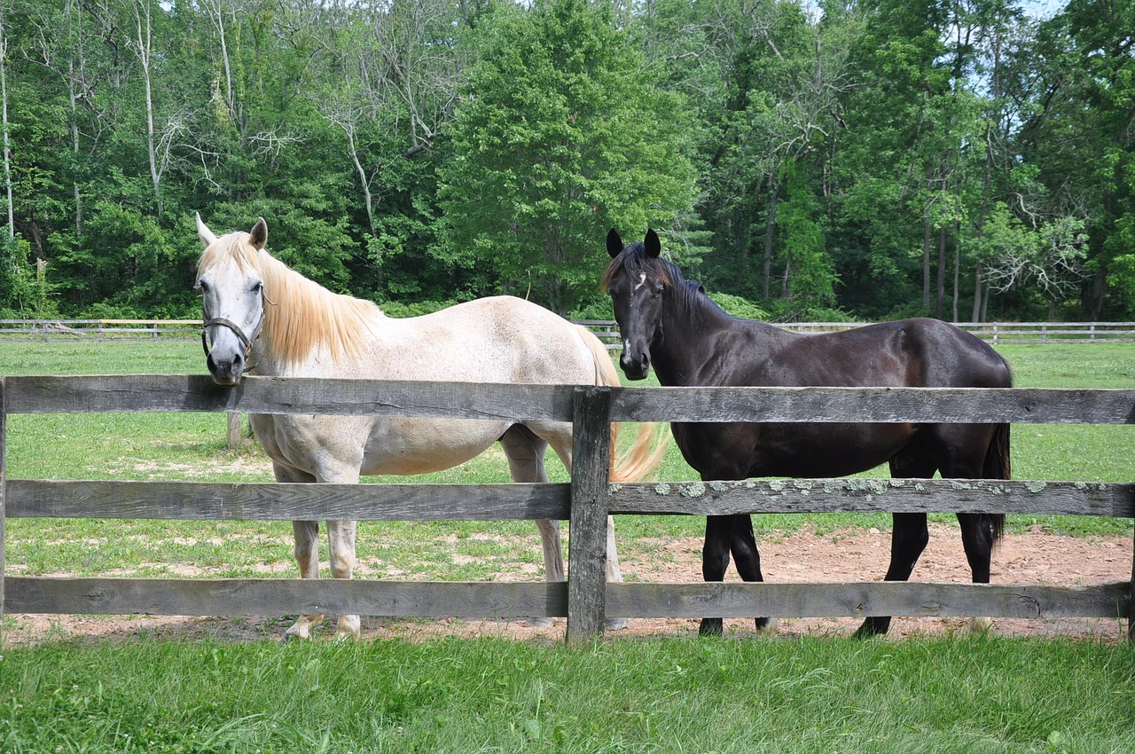 horse horses animal free photo