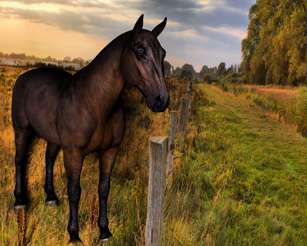 horse pasture coupling free photo