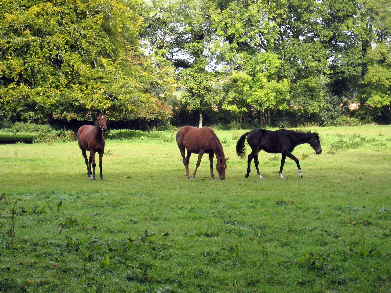 horse horses grass free photo