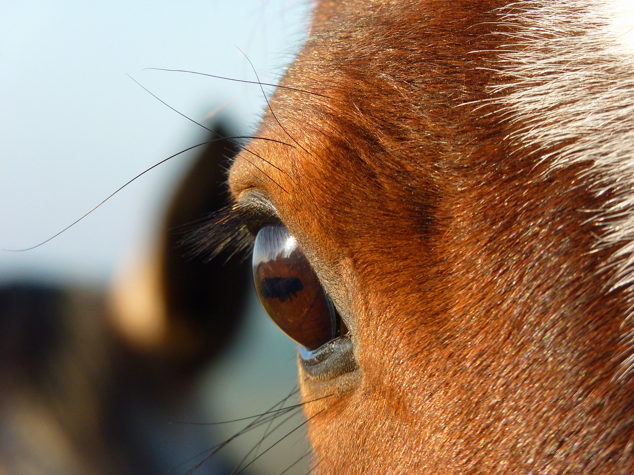 horse equine pure arab blood free photo