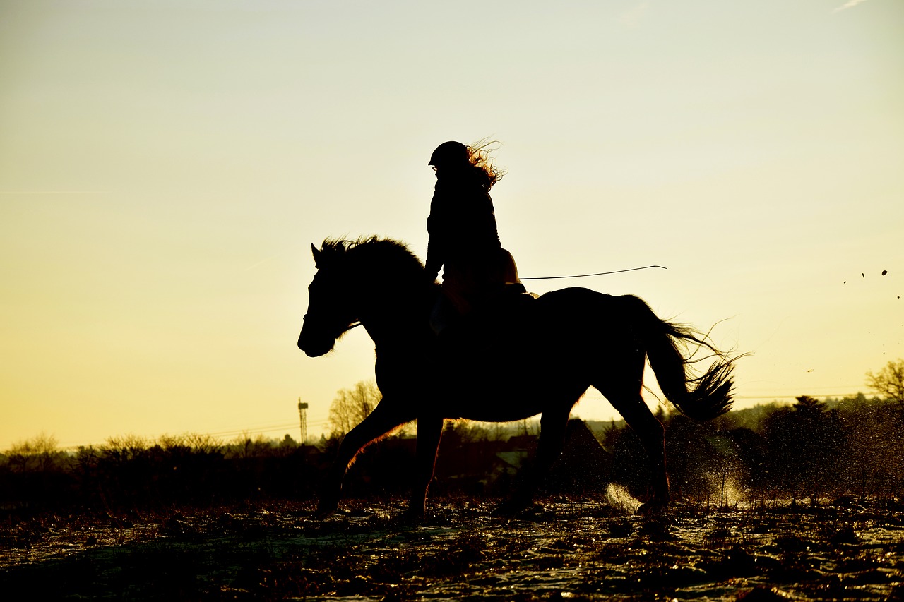 horse sunset silhouette free photo