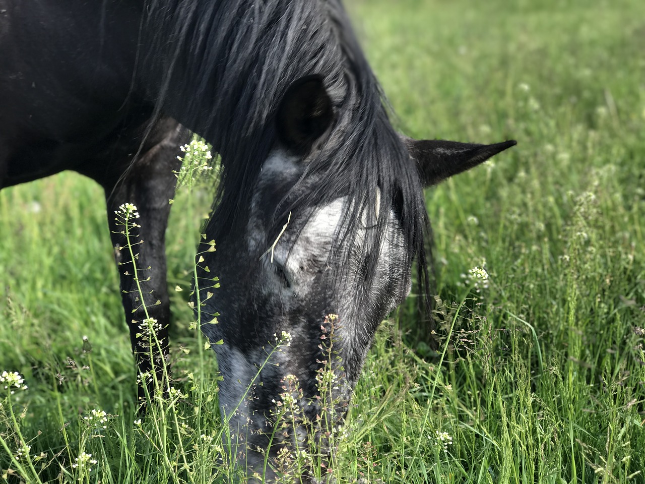 horse andalusians mold free photo