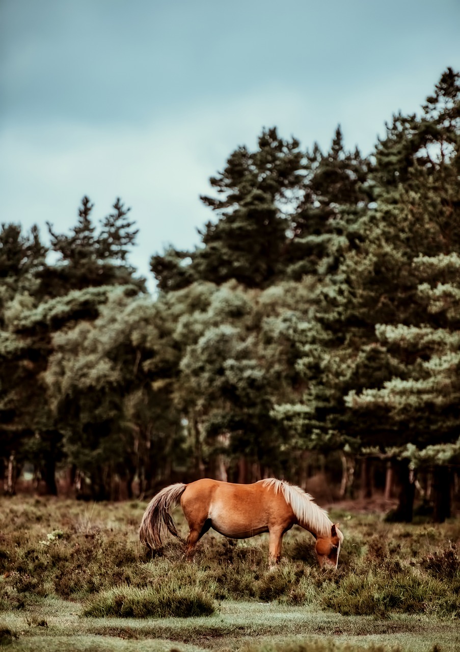 horse animal landscape free photo