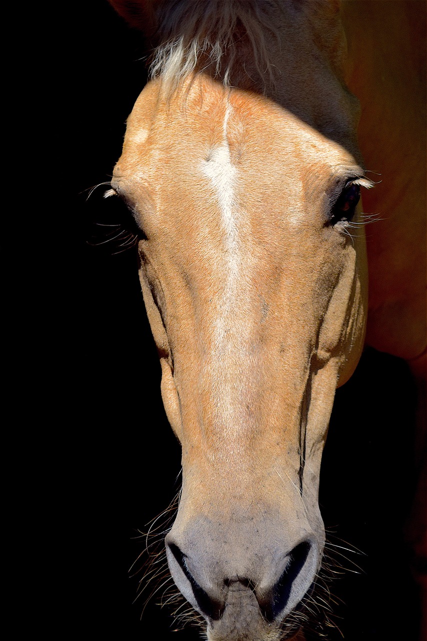 horse portrait shadow free photo