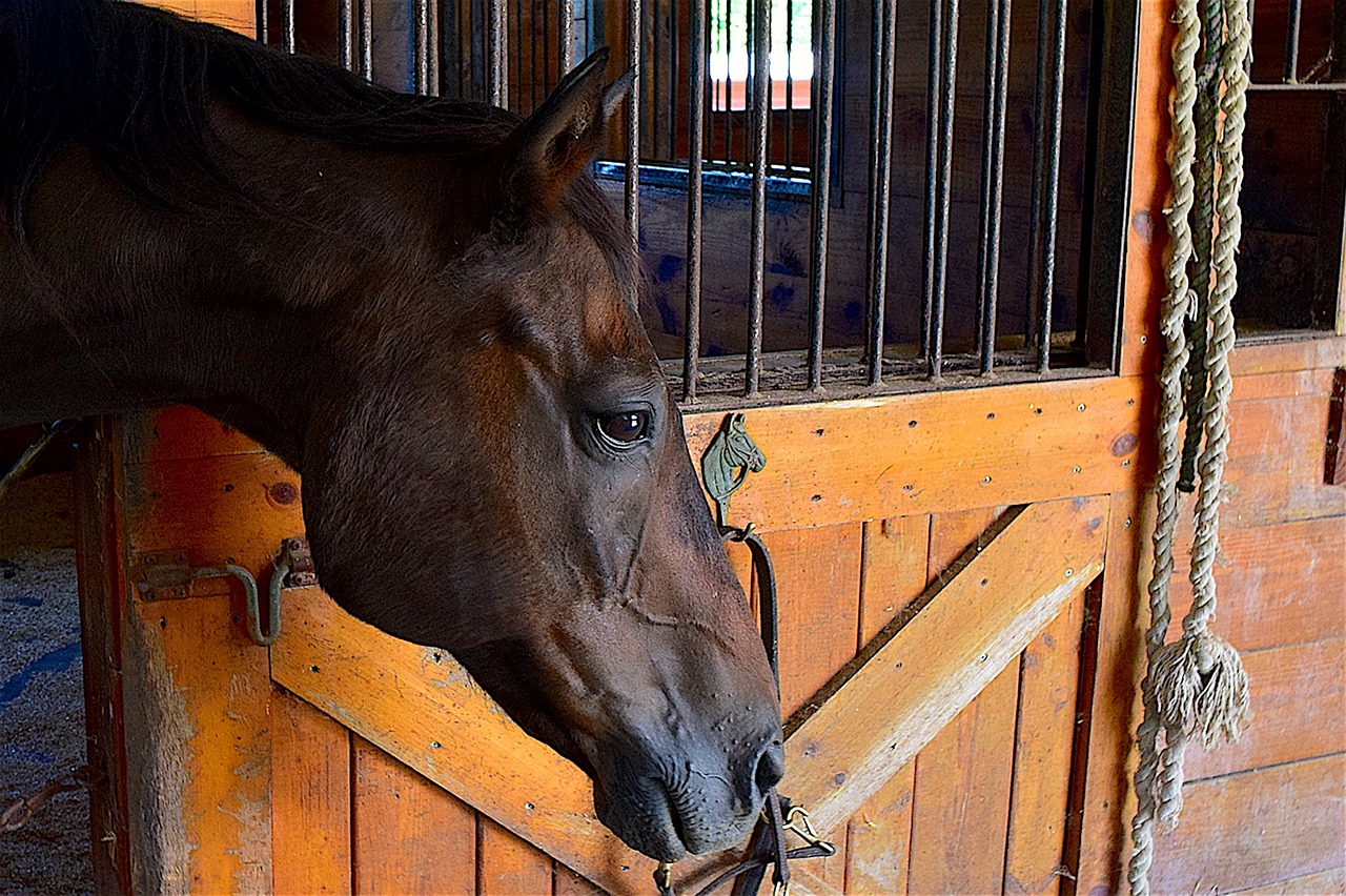 horse profile face free photo