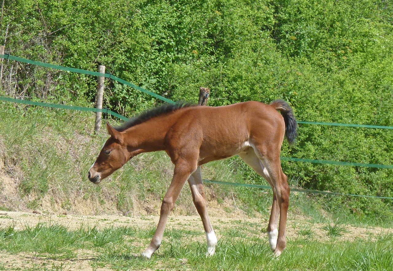 horse equine pure arab blood free photo