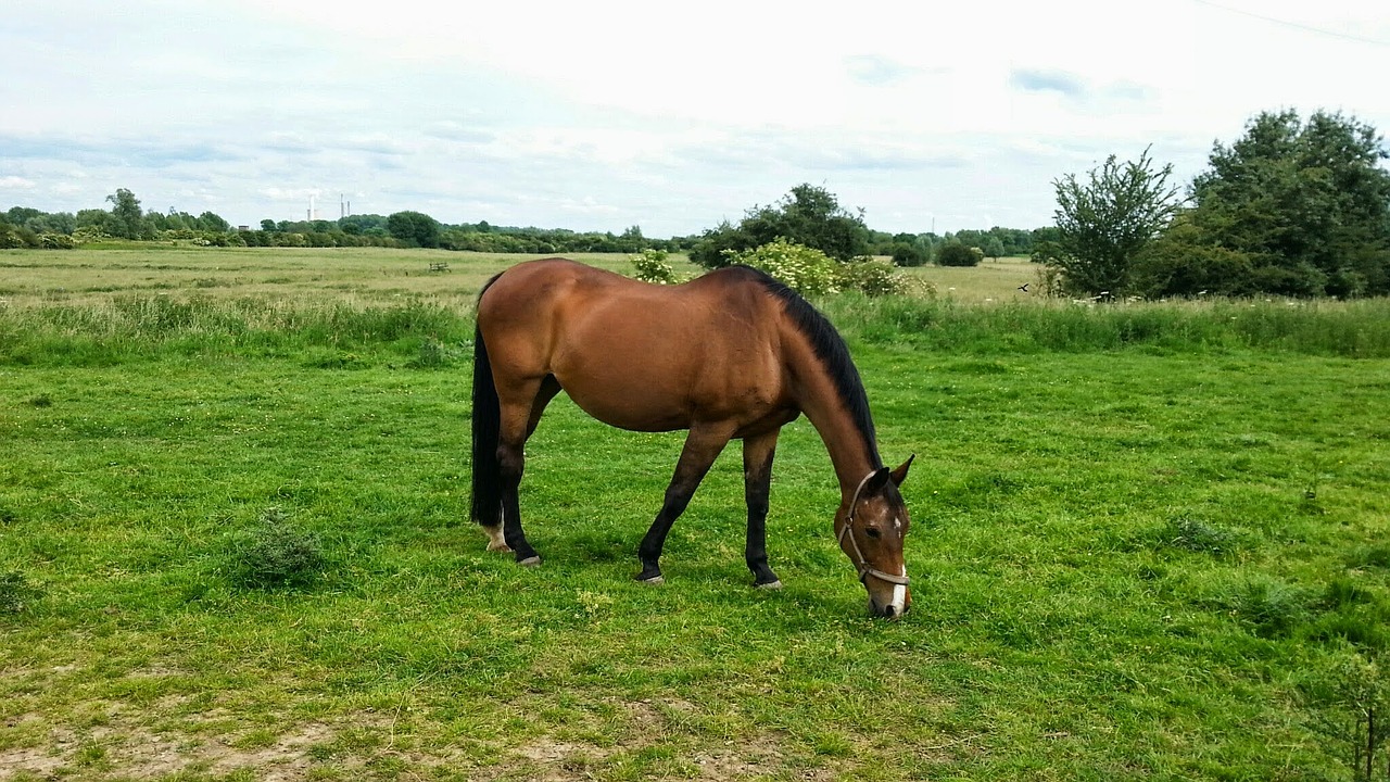 horse pasture graze free photo