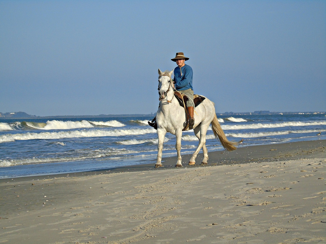 horse beira mar beach free photo