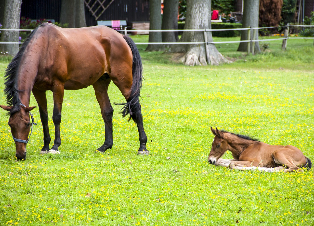 horse foal meadow free photo