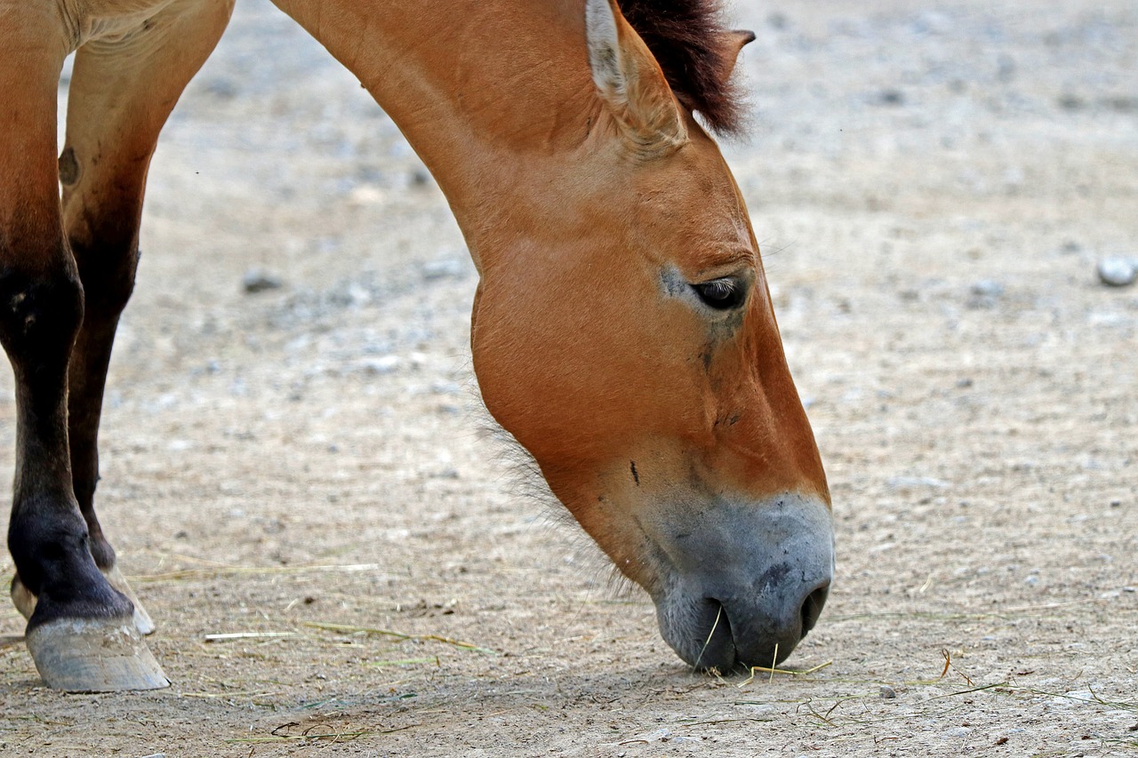 horse wild horse animals free photo