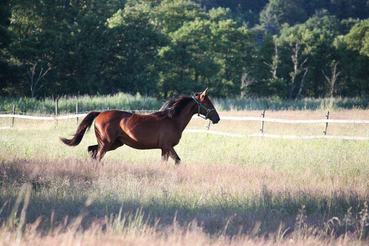 horse hage summer free photo