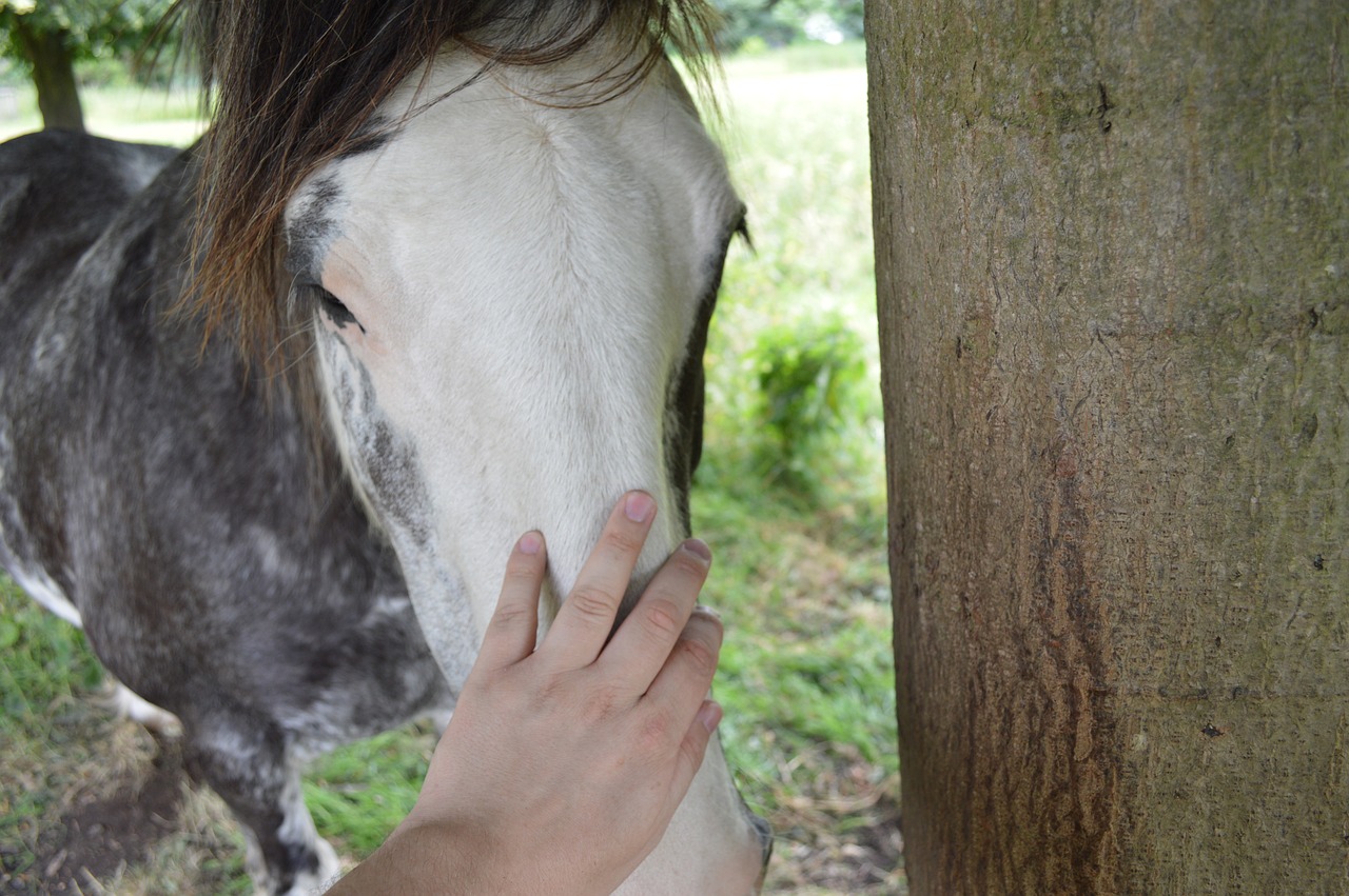 horse caring love free photo