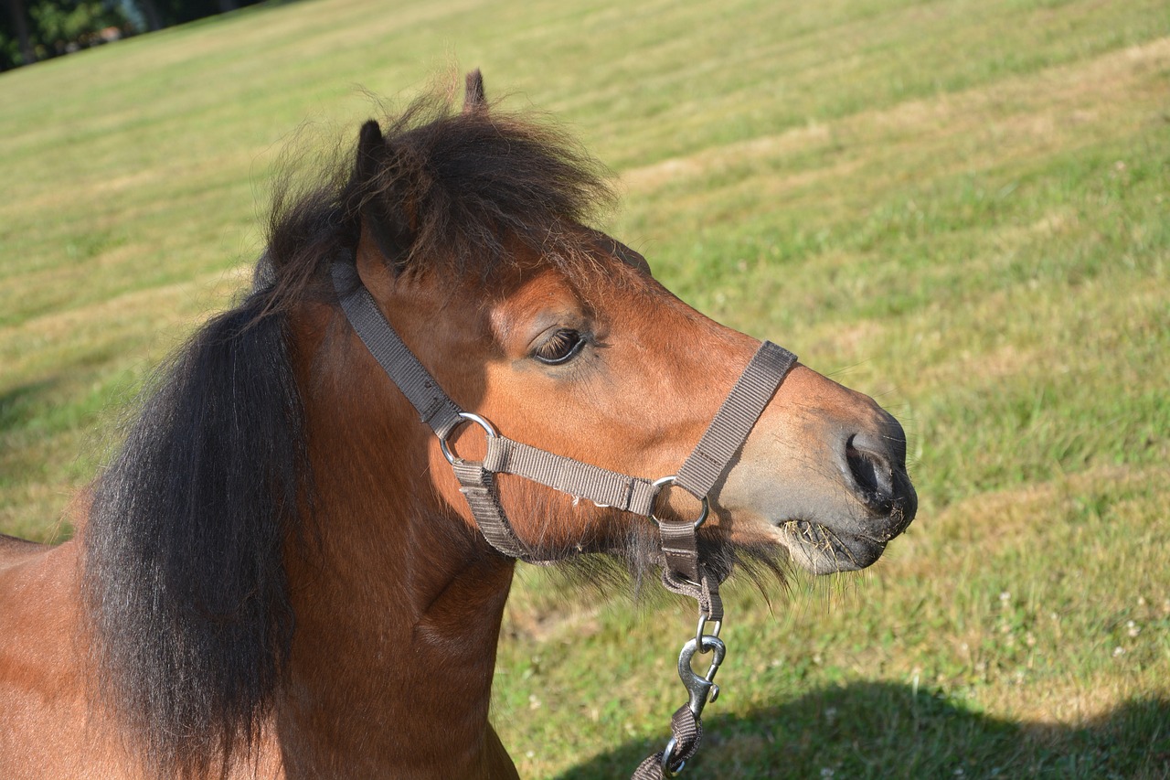 horse shetland pony player free photo