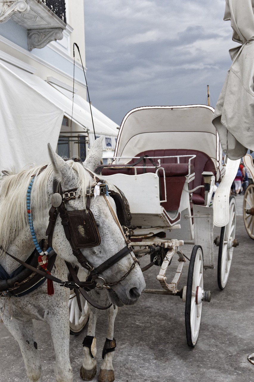 horse horse carriage bridle free photo