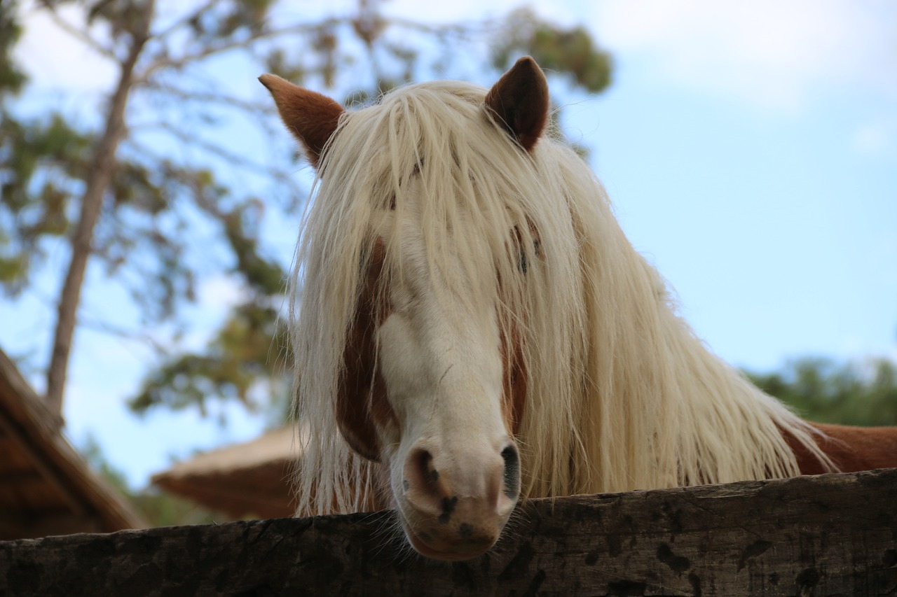 horse animal zoo free photo