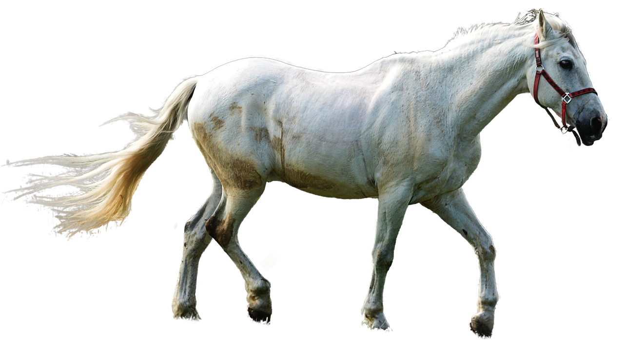 horse isolated mold free photo