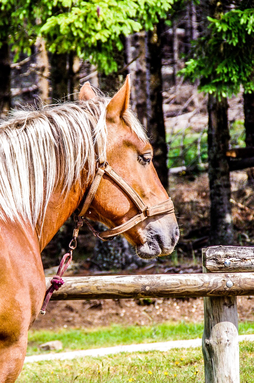 horse randonée mare free photo