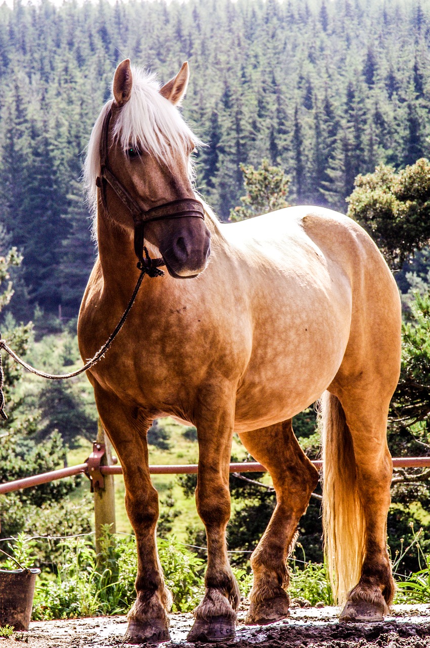 horse randonée mare free photo