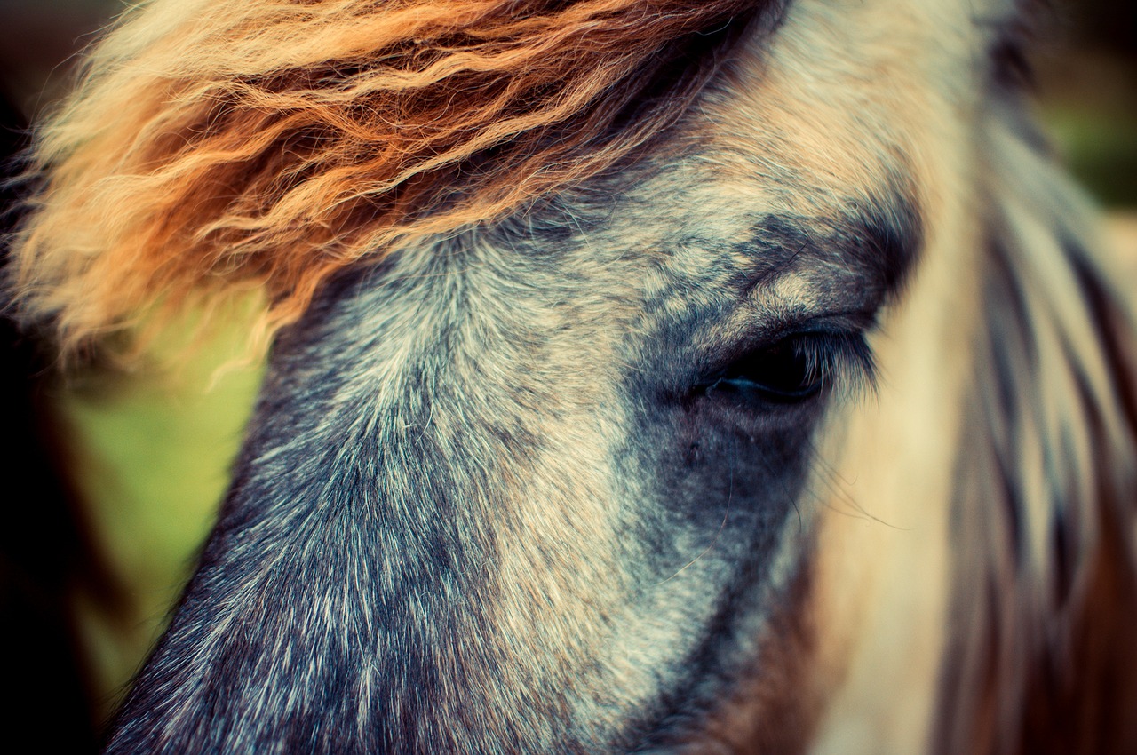 horse animal pony free photo