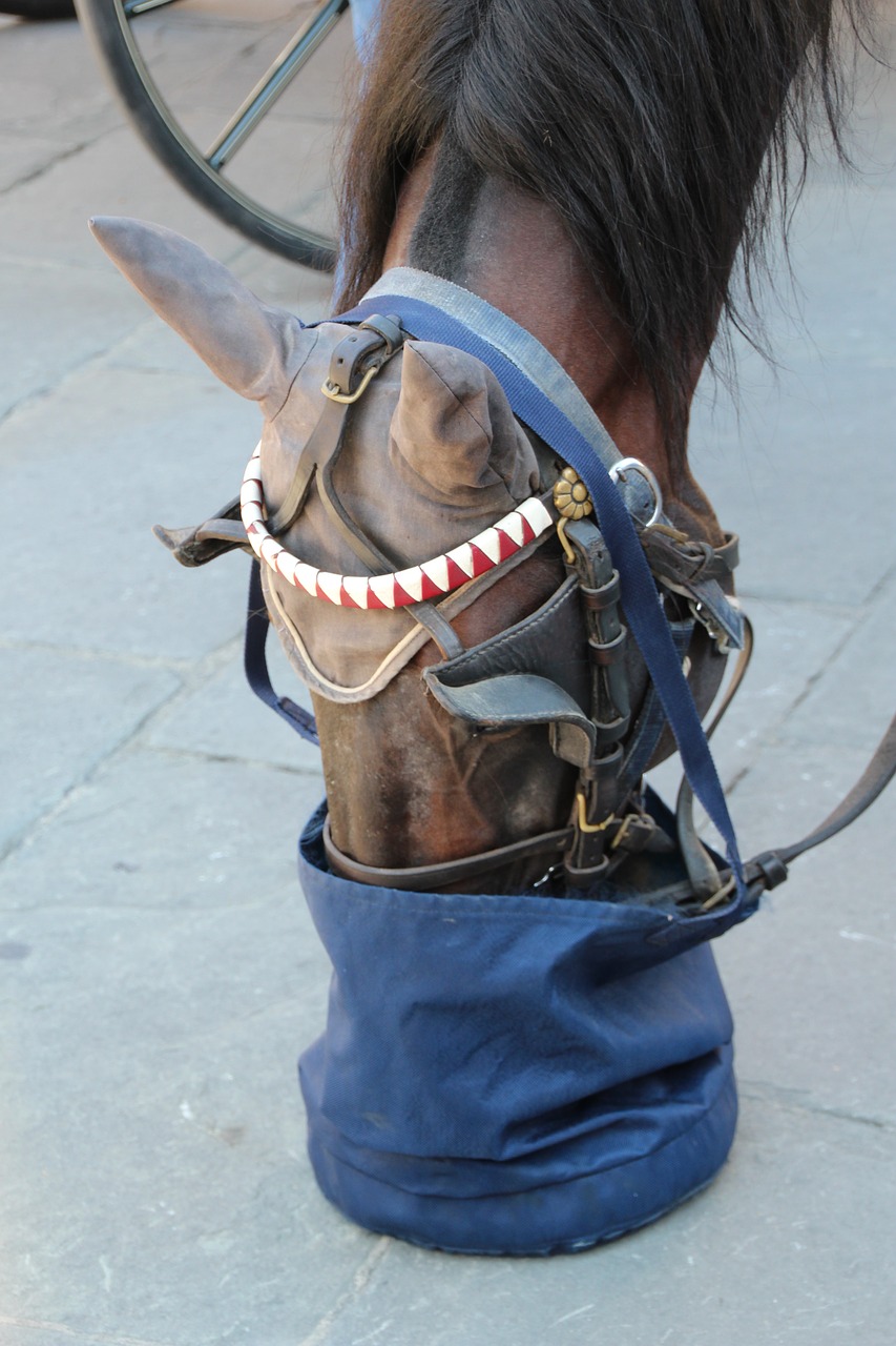 horse food florence free photo