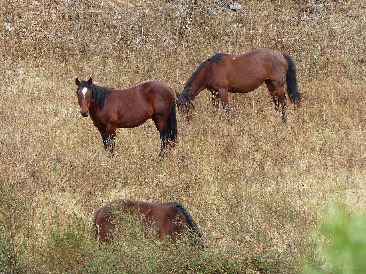 horse prado animals free photo