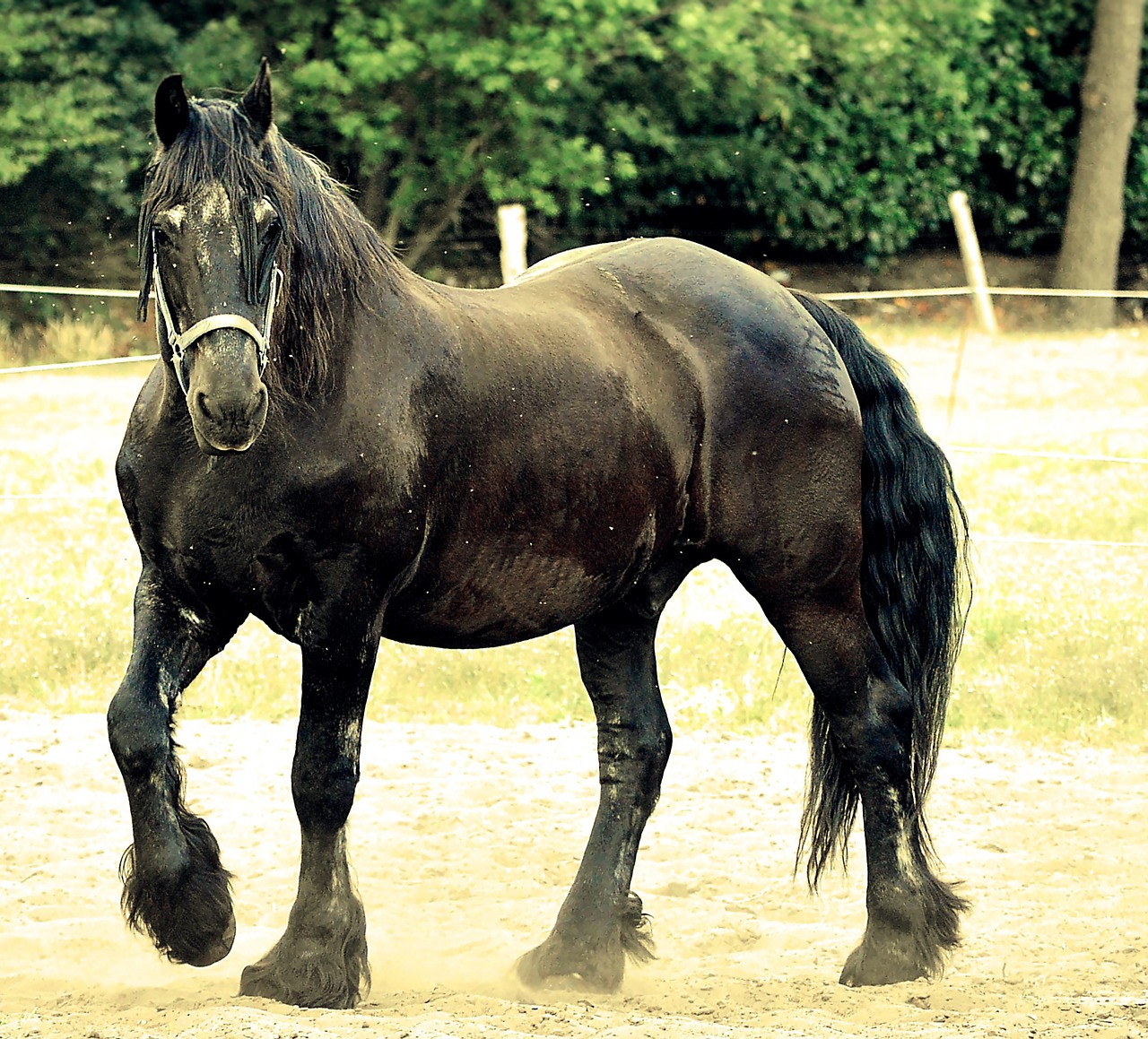 horse stallion horse head free photo