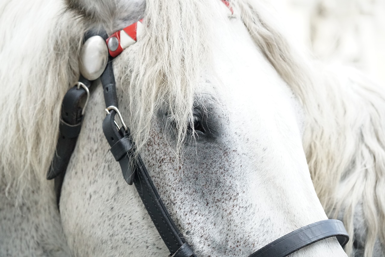 horse monteaura kaltblut free photo