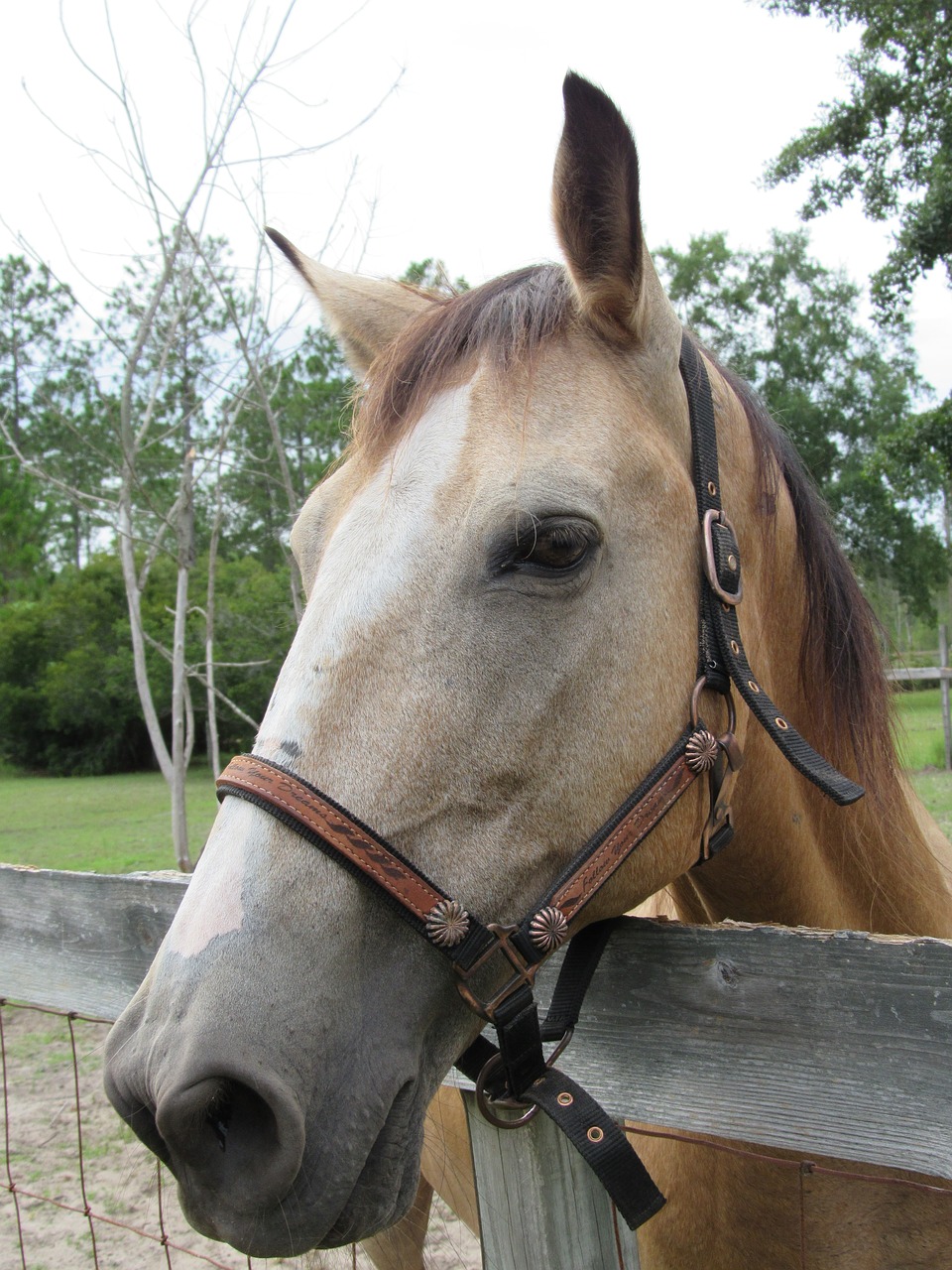 horse buckskin tan free photo