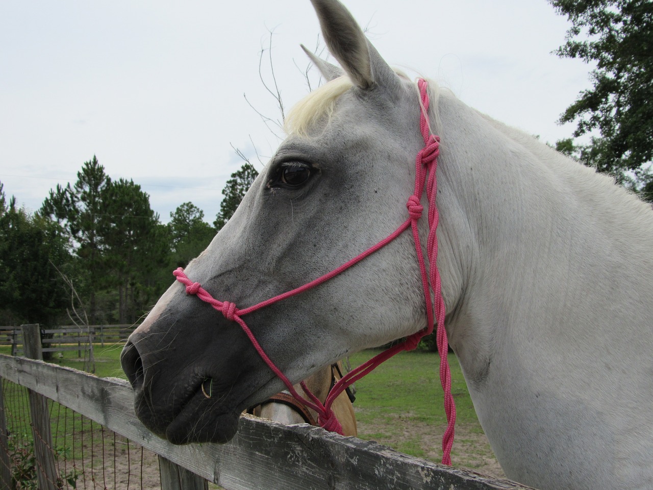 horse gray black free photo