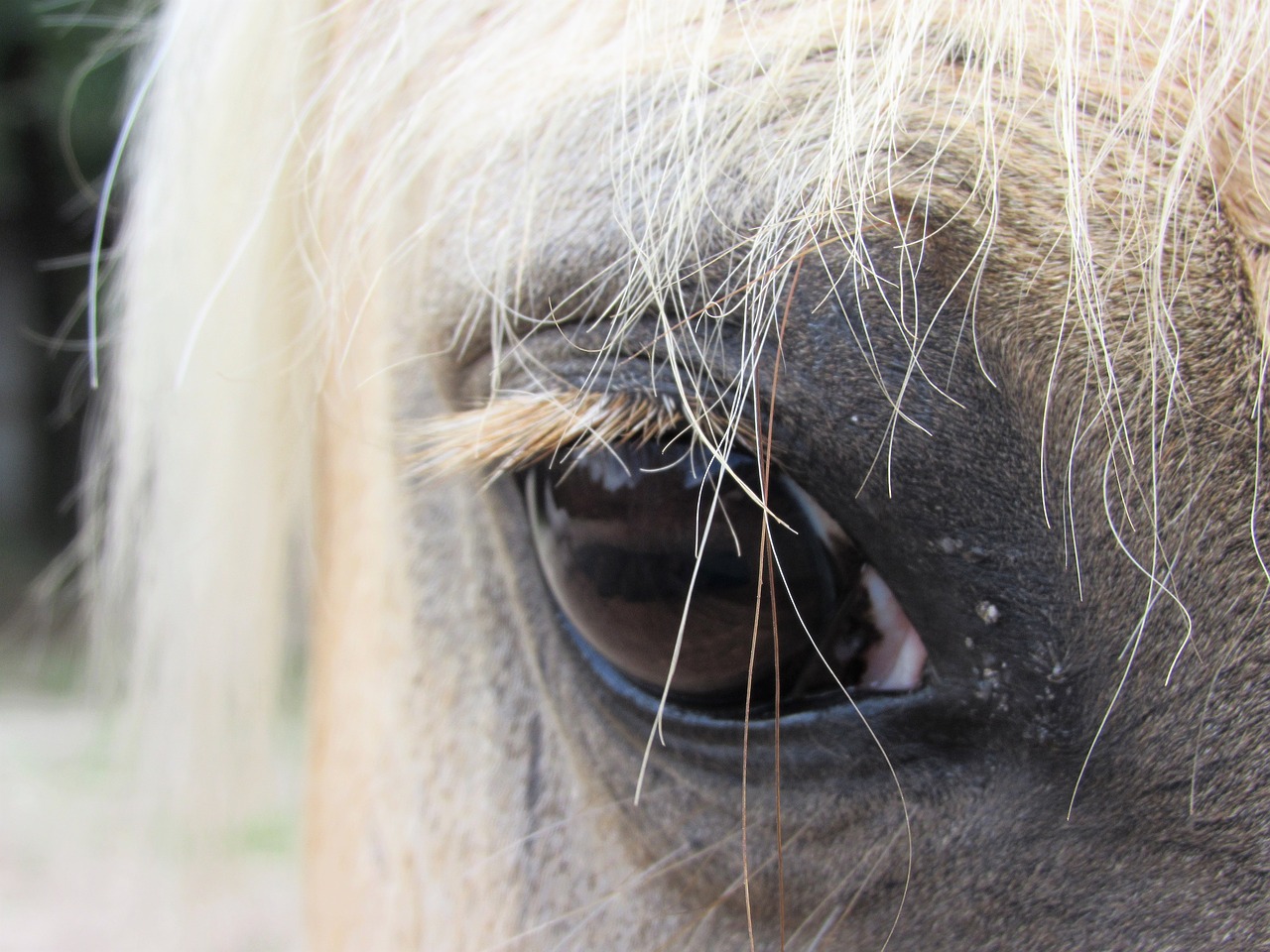 horse eye close-up free photo