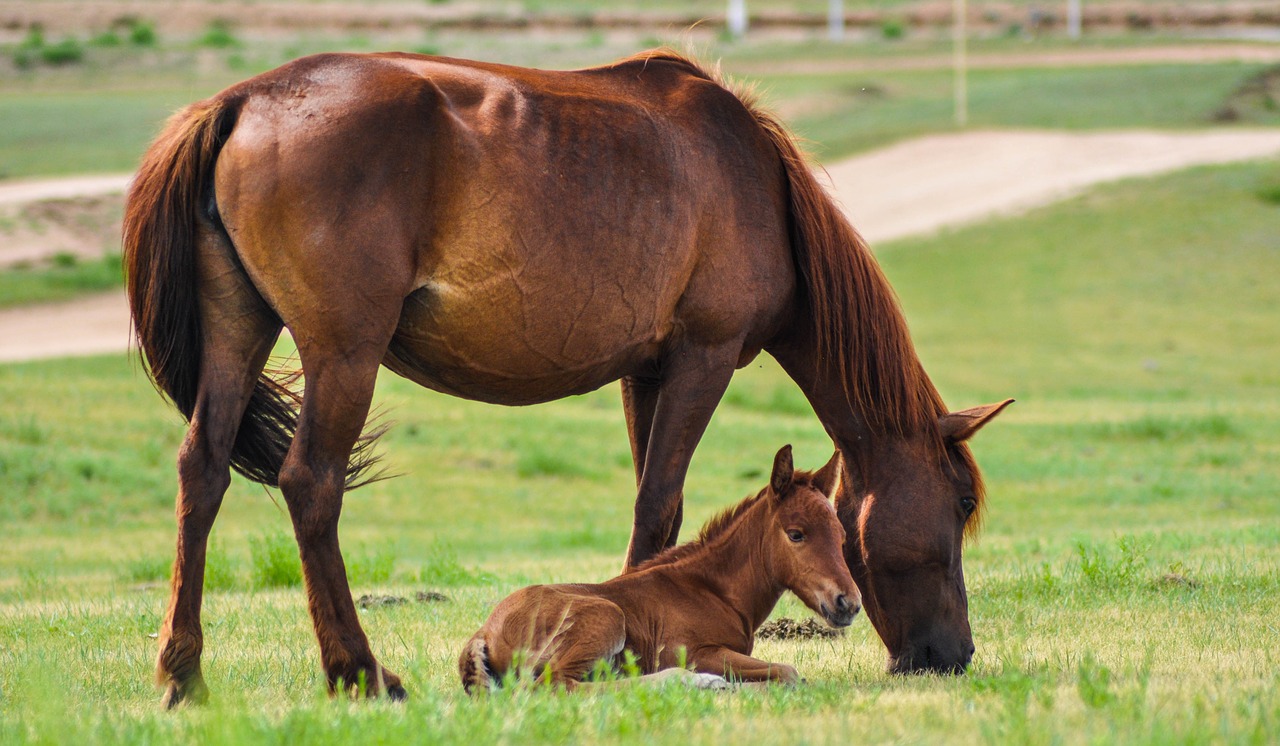 horse mare foal free photo