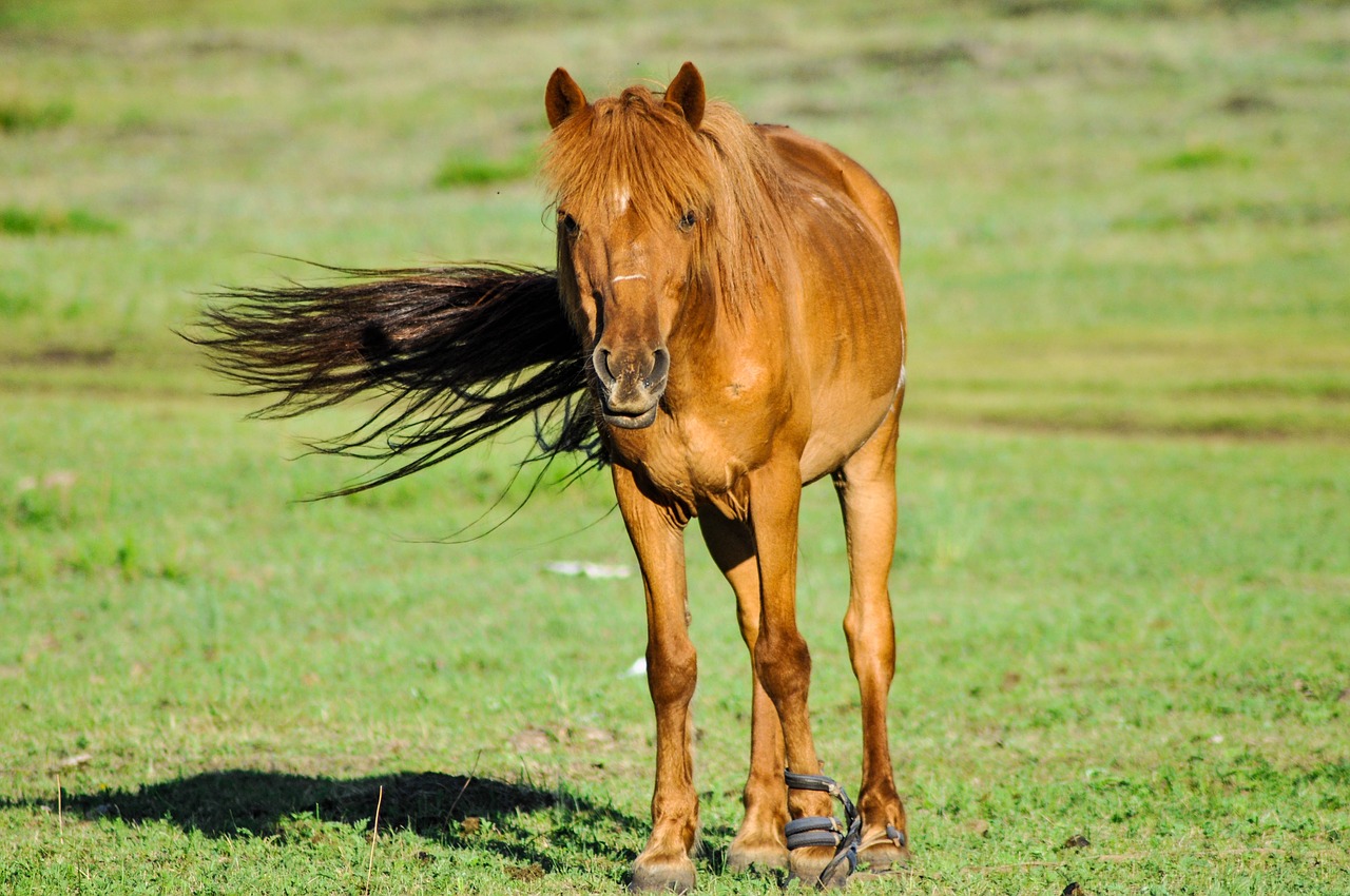 horse animal head free photo