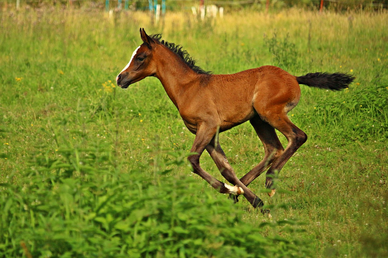 horse foal brown free photo