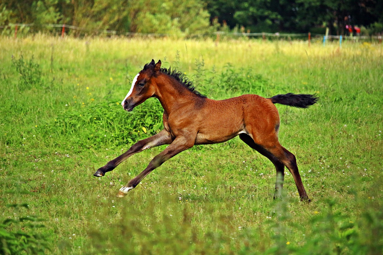 horse gallop foal free photo