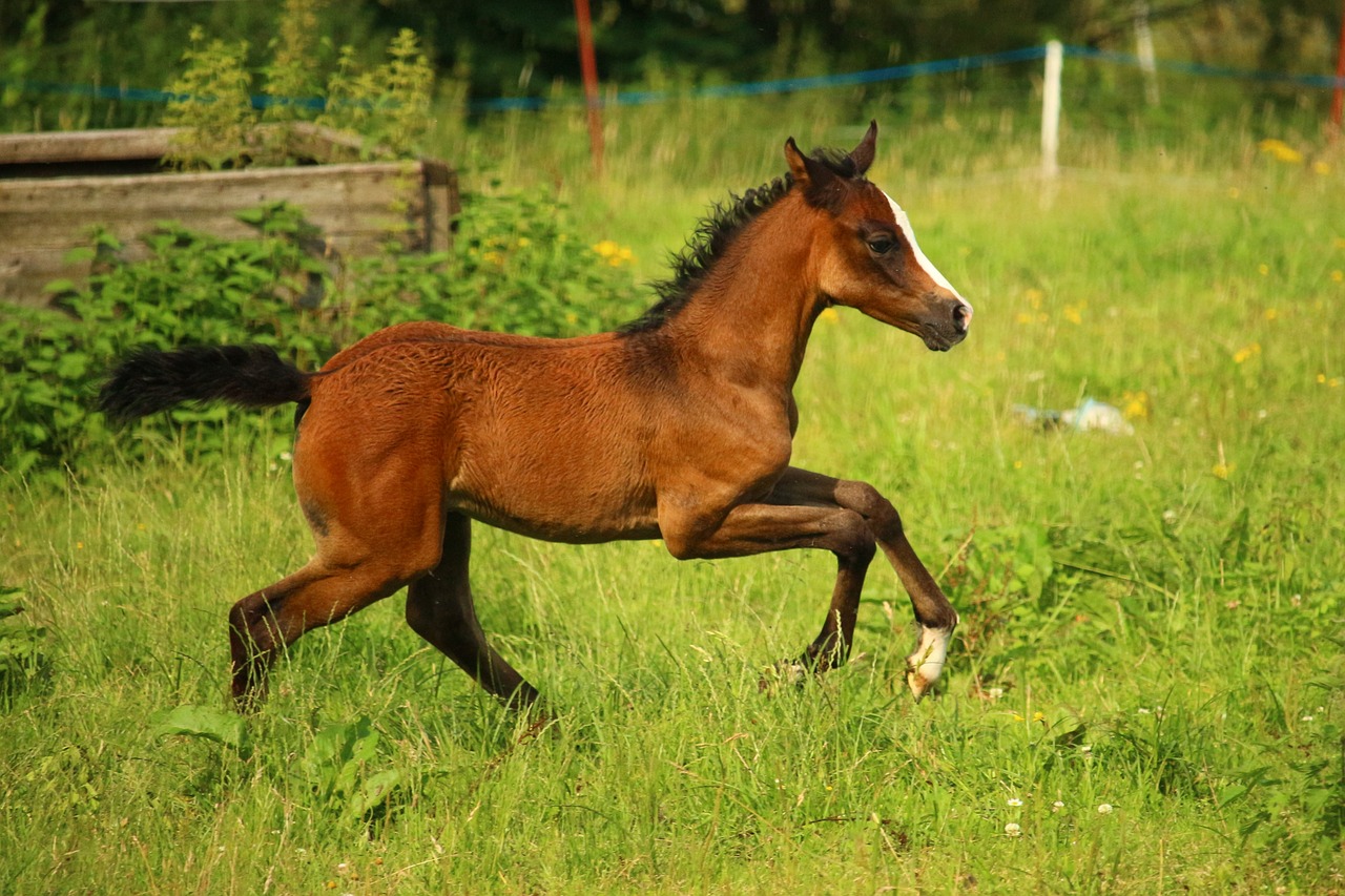 horse suckling foal free photo