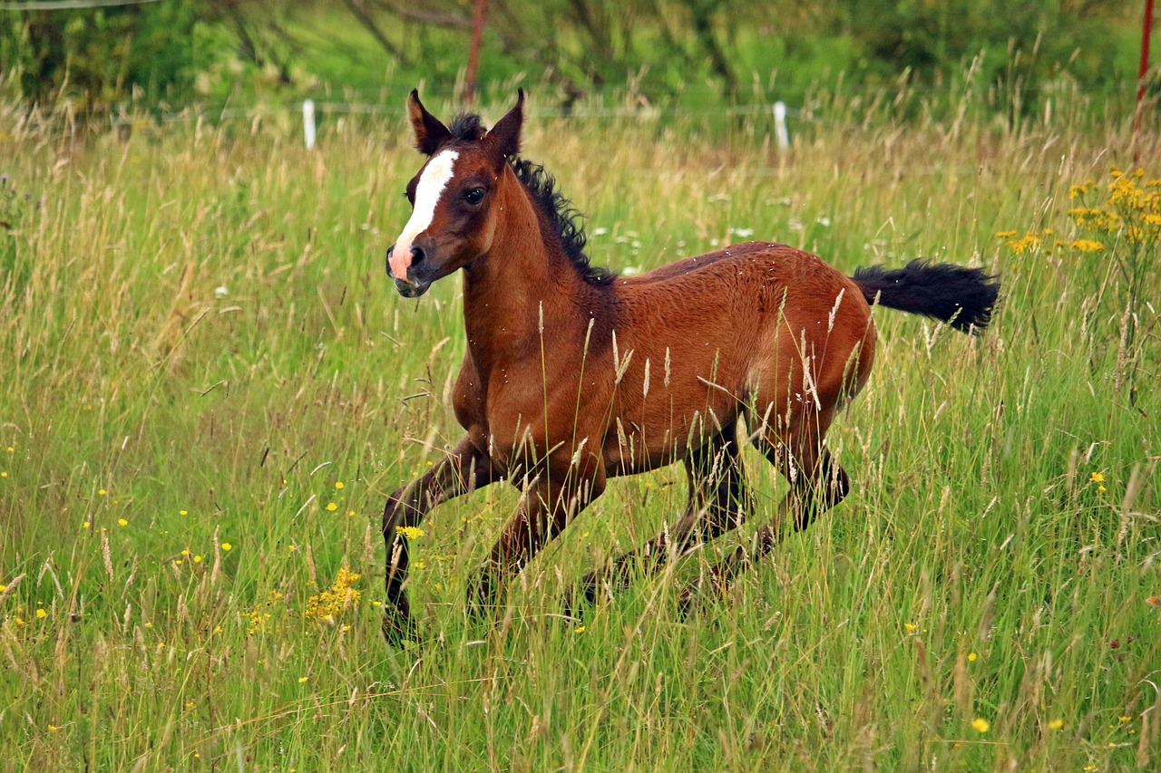 horse thoroughbred arabian foal free photo
