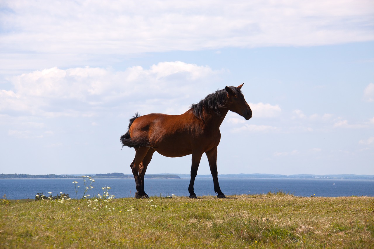 horse profile hill free photo