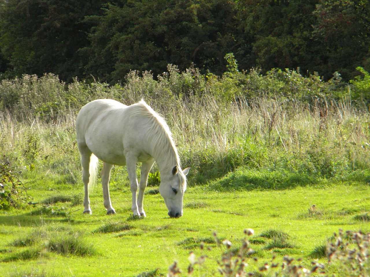 horse field white free photo