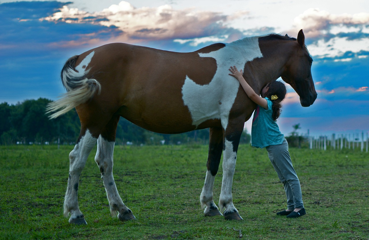 horse field girl horse free photo