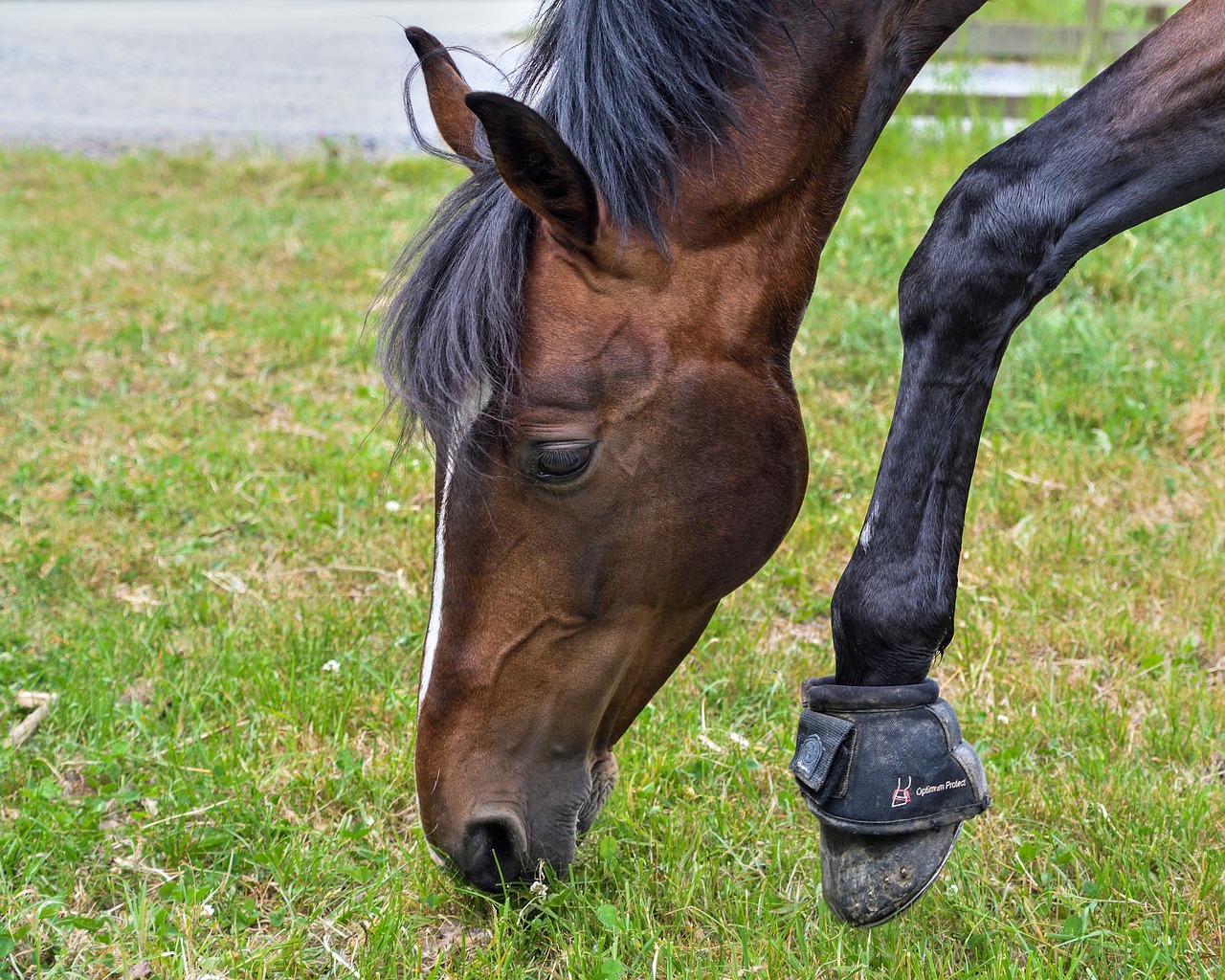 horse browse head free photo