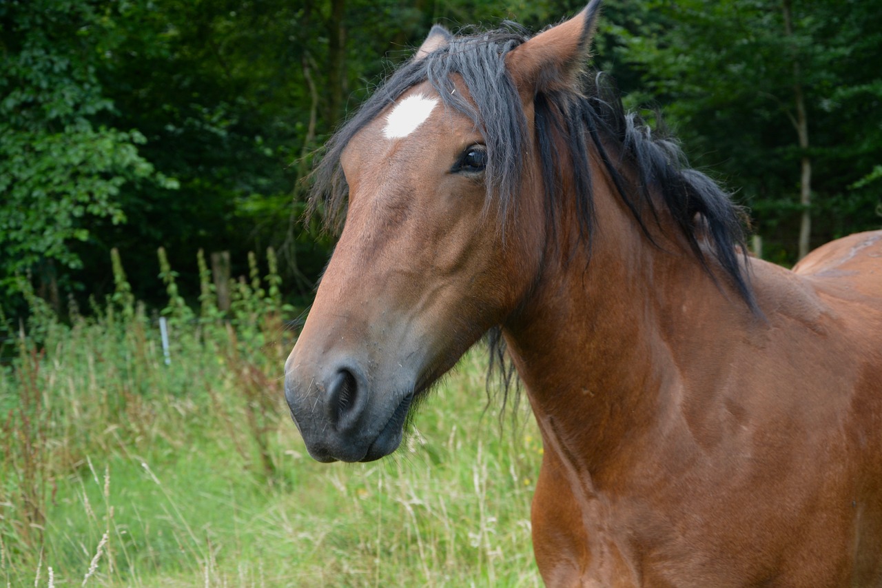 horse young gelding free photo