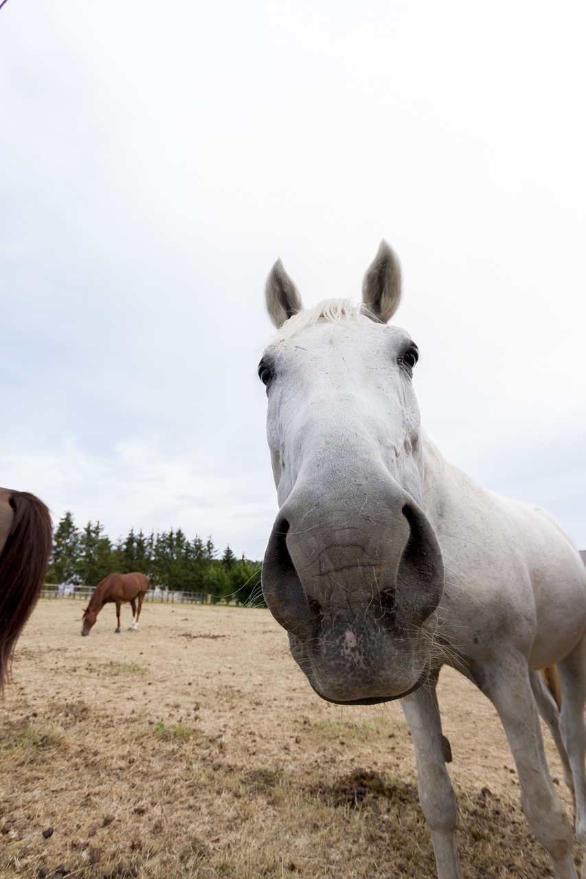 horse animal horse head free photo